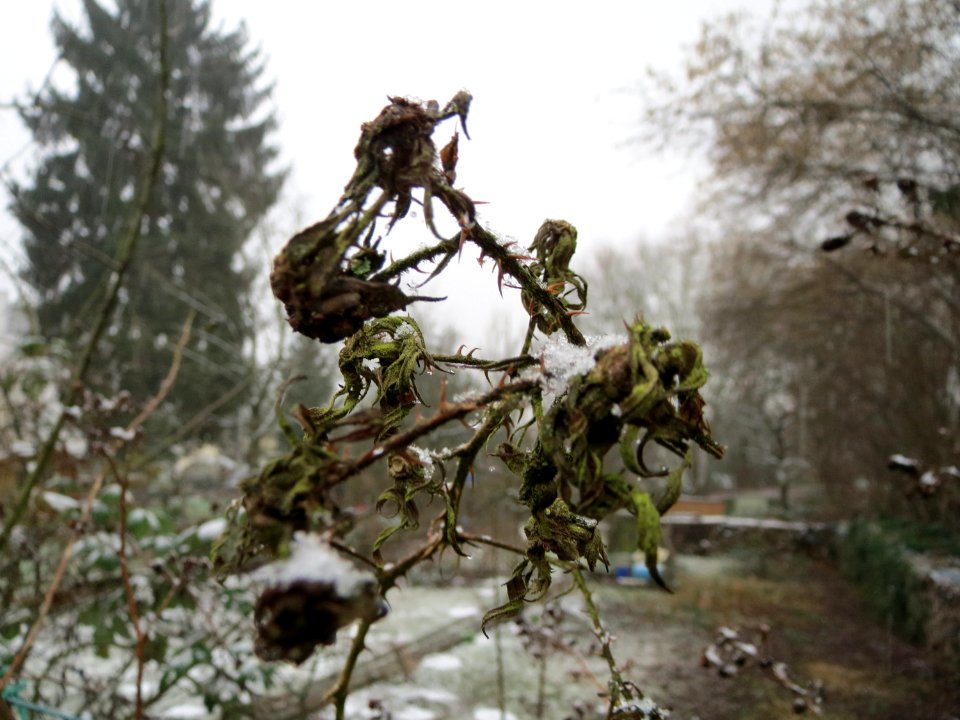 20150124Rubus1