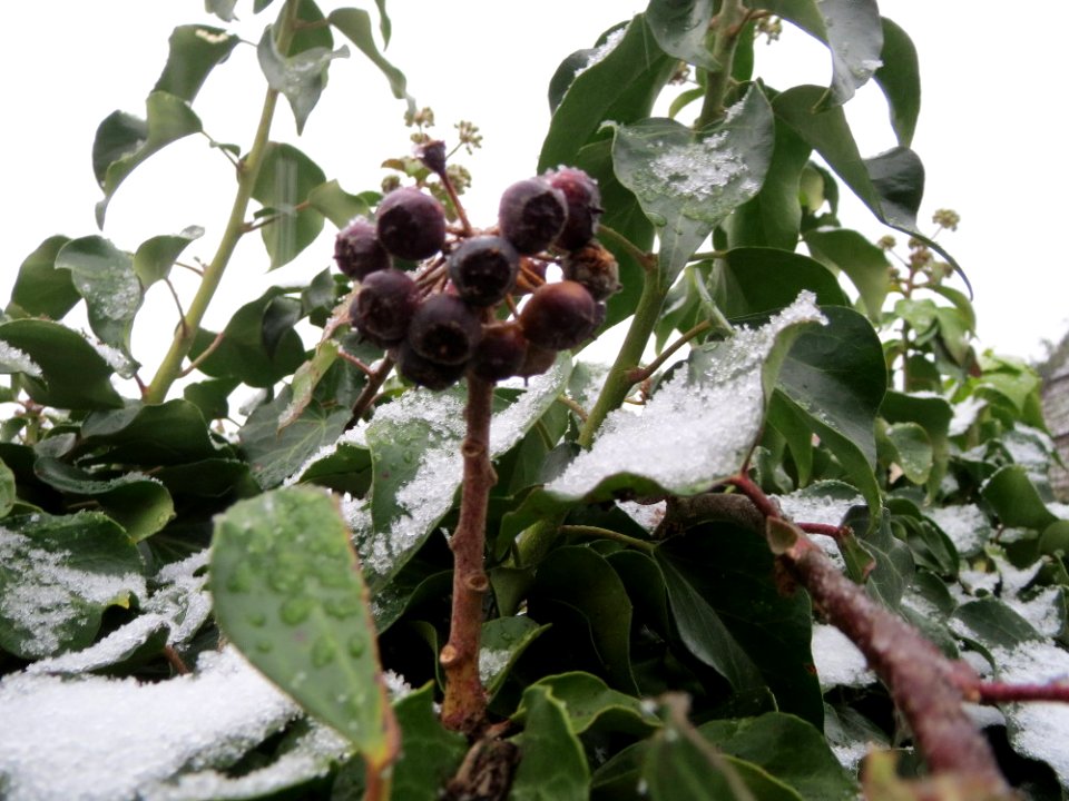 20150124Hedera_helix