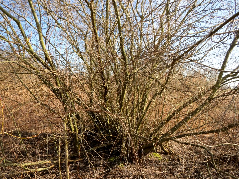20150309Salix_purpurea1