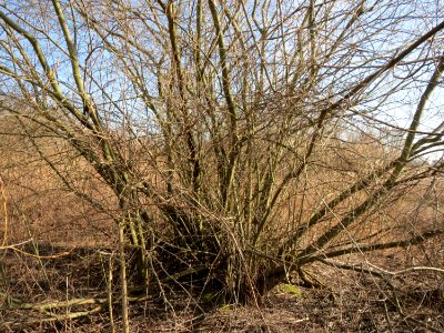 20150309Salix_purpurea1