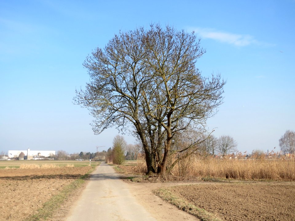 20150316Fraxinus_excelsior