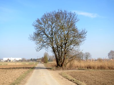 20150316Fraxinus_excelsior