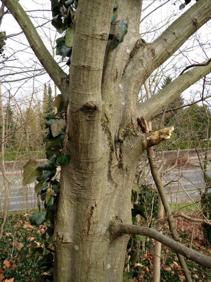 20150131Carpinus_betulus