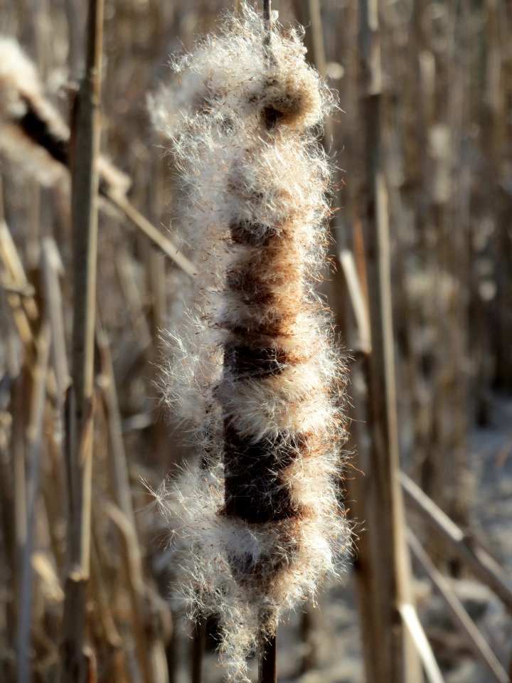 20150309Typha_latifolia4
