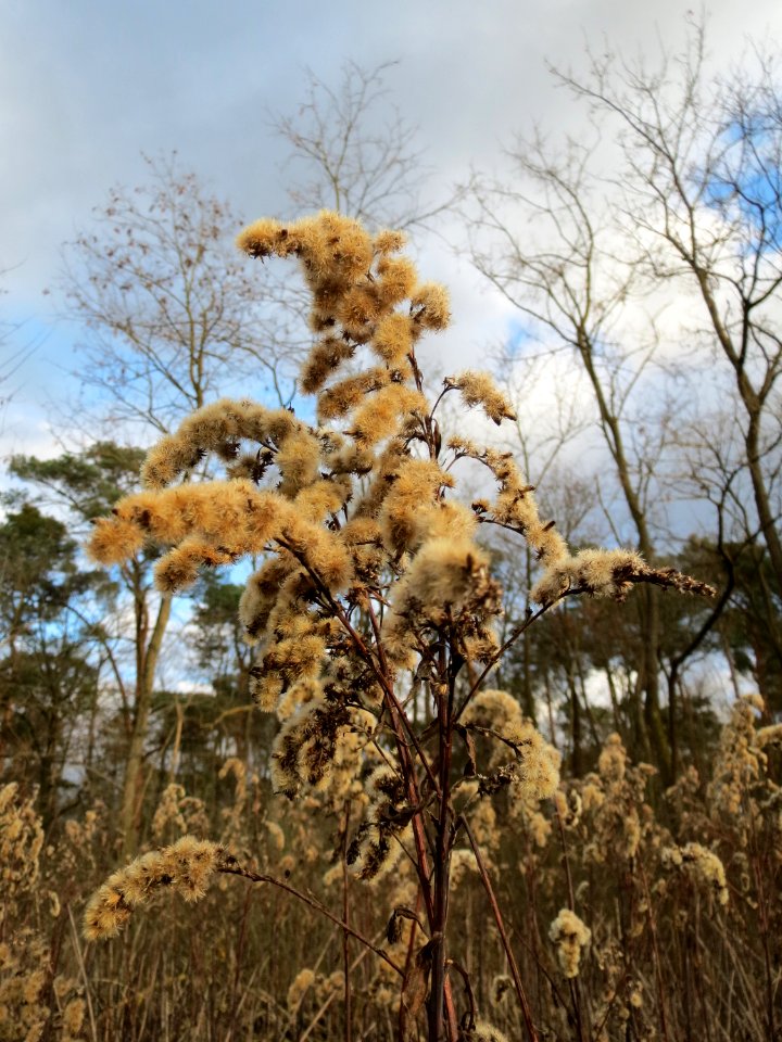 20150111Solidago_canadensis3