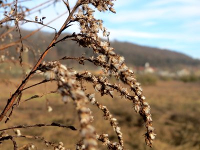 20150118Solidago_canadensis photo