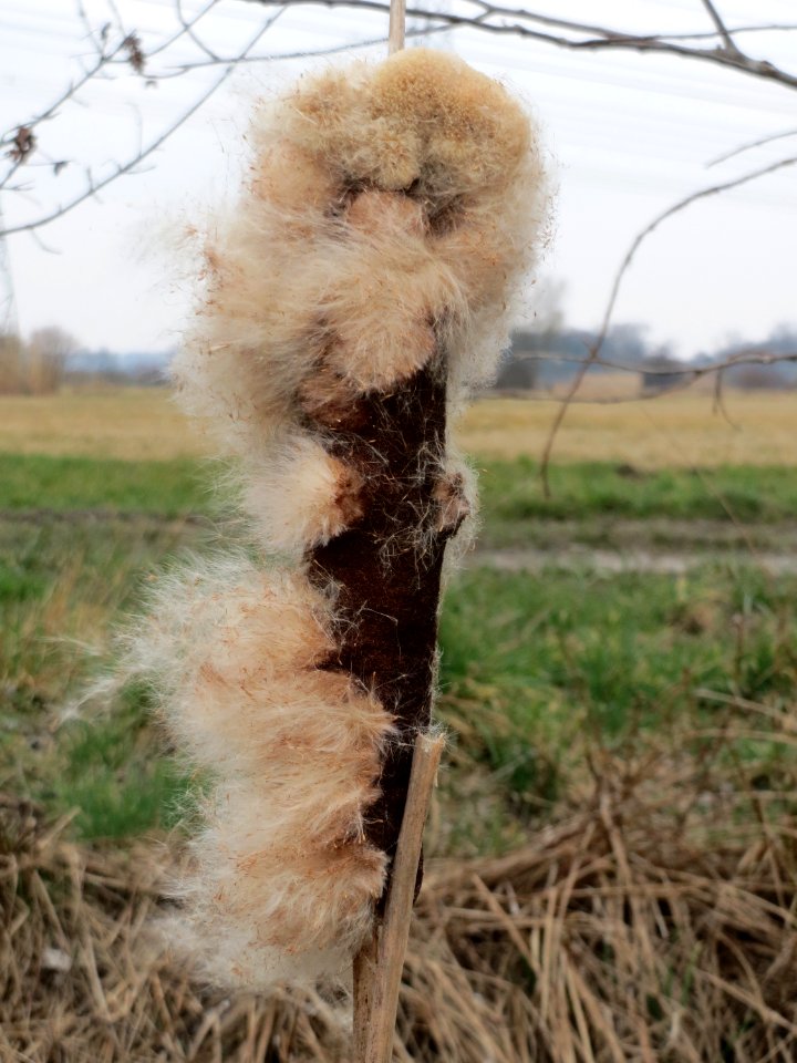 20150315Typha_latifolia6