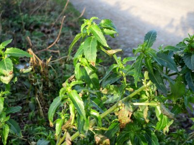 20150113Mercurialis_annua1