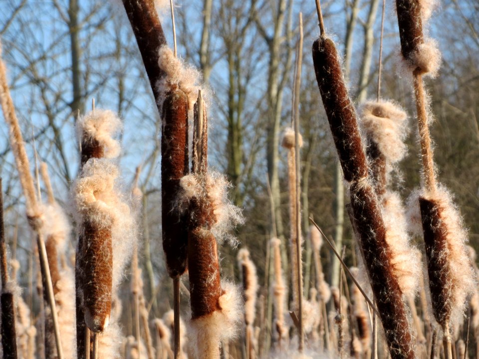 20150309Typha_latifolia2