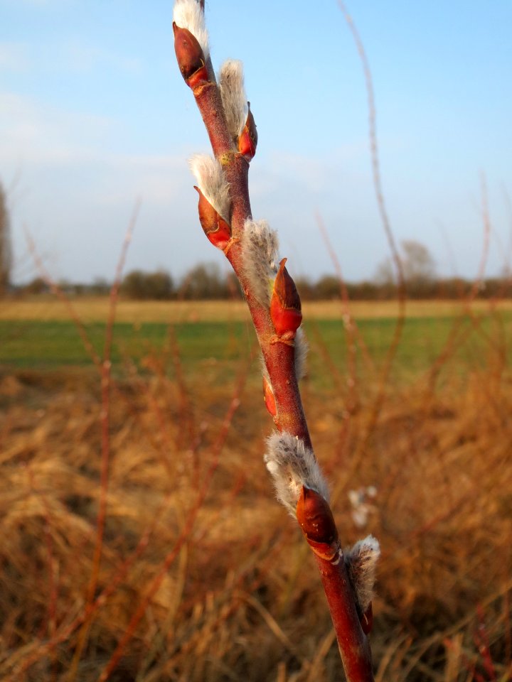 20150315Salix_purpurea14