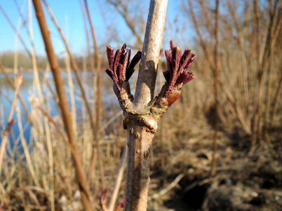 20150309Sambucus_nigra3