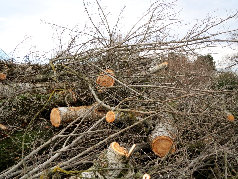 20150115Populus_alba4