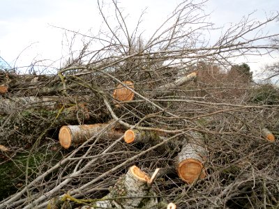 20150115Populus_alba4
