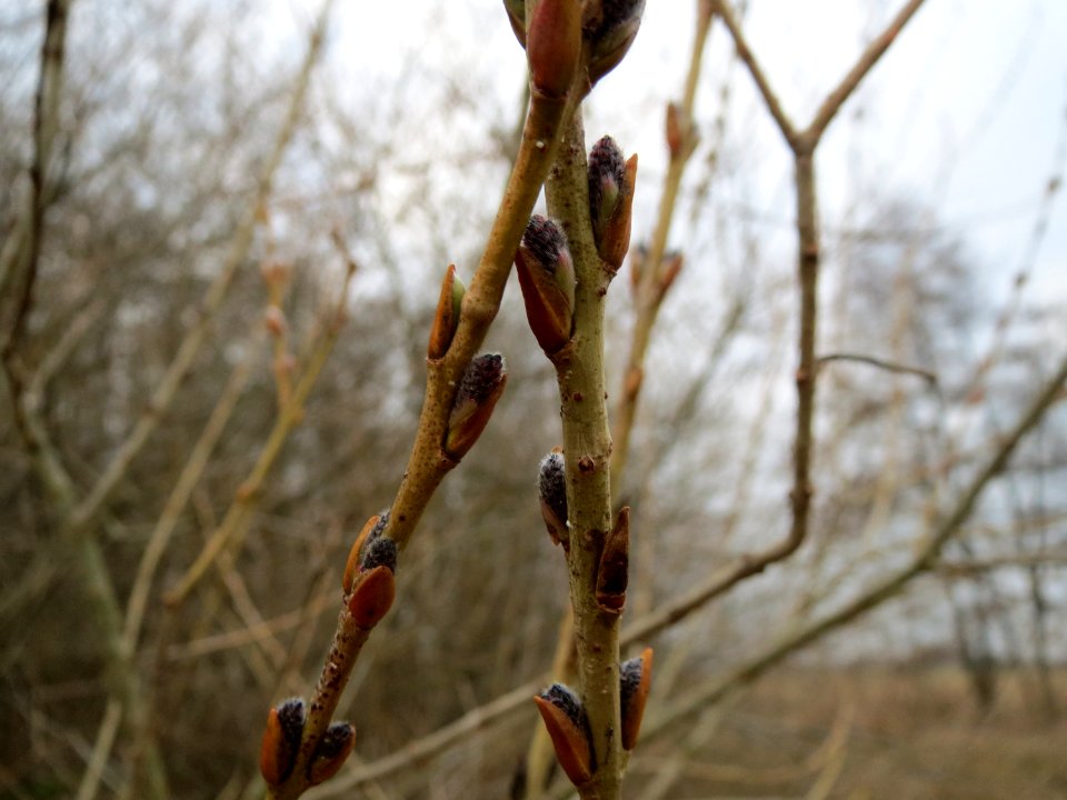 20150315Salix_purpurea07