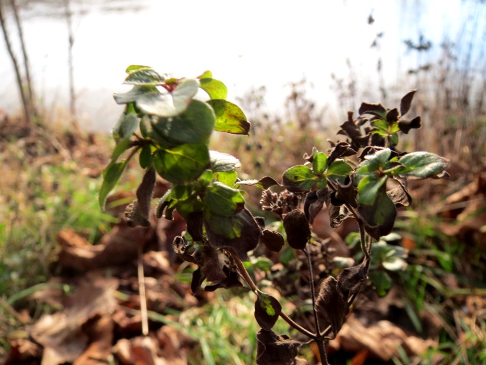 20150117Origanum_vulgare