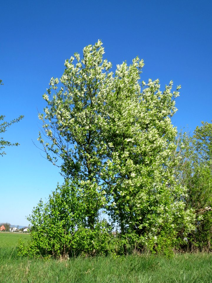 20150420Prunus_padus2