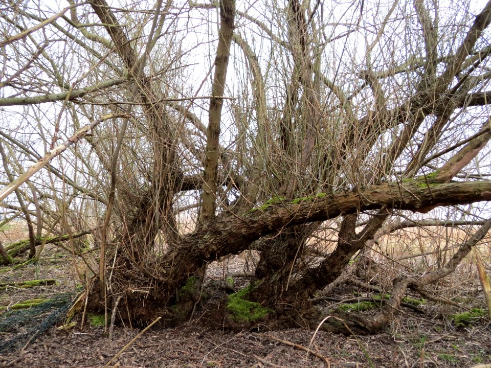 20150315Salix_purpurea05
