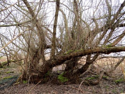 20150315Salix_purpurea05