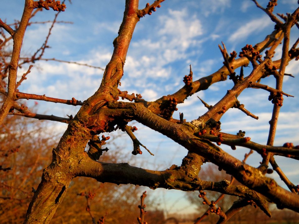 20150113Prunus_spinosa3