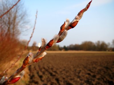20150315Salix_purpurea12