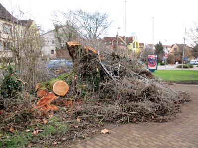 20150115Populus_alba1