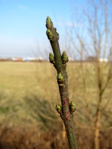 20150316Euonymus_europaeus