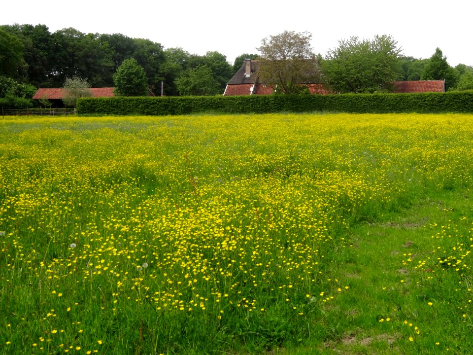 20150522_boerderij_Mastlerweg_4_Almen