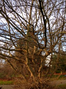 20150117Parrotia_persica1