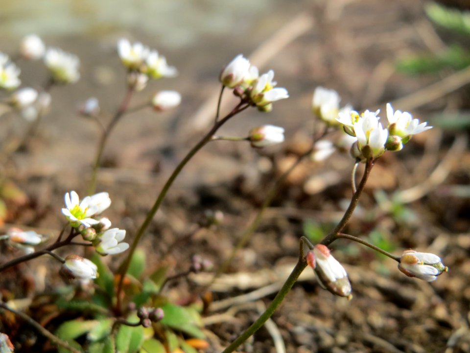 20150316Draba_verna3
