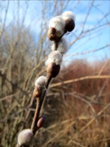 20150309Salix_caprea2