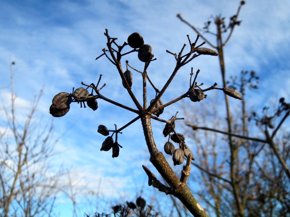 20150113Viburnum_lantana1
