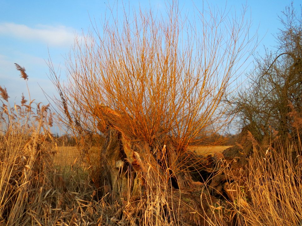 20150315Salix_alba3