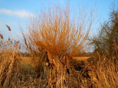 20150315Salix_alba3
