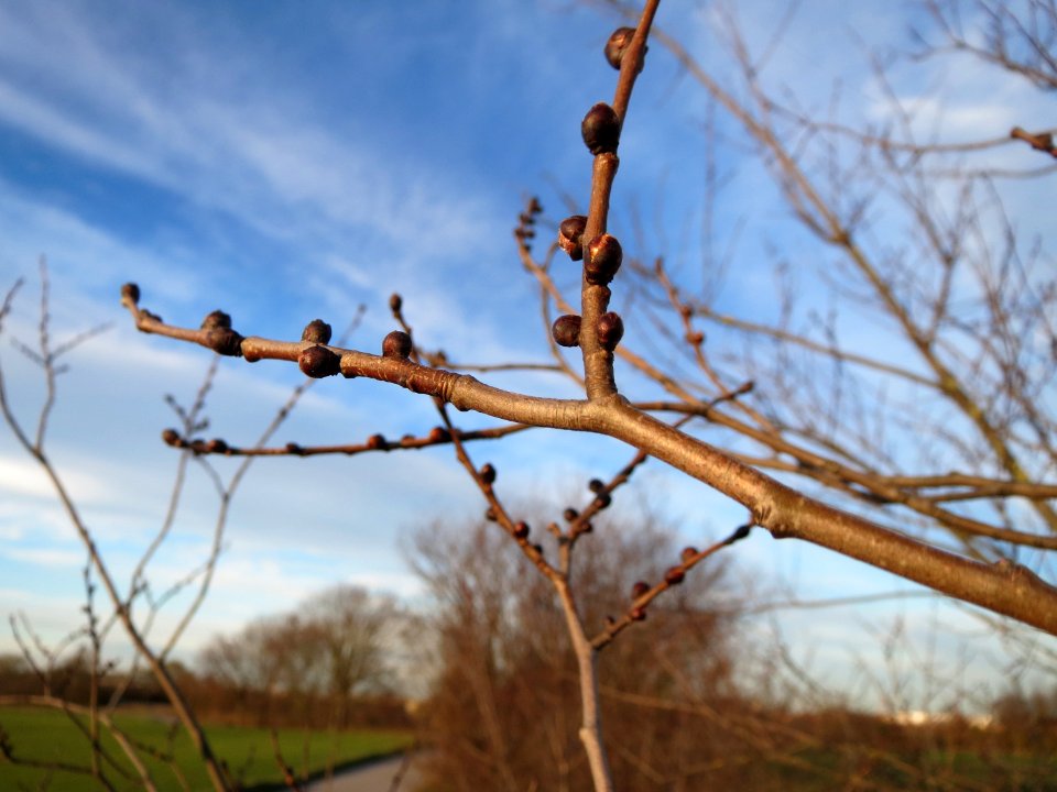 20150113Ulmus_minor5
