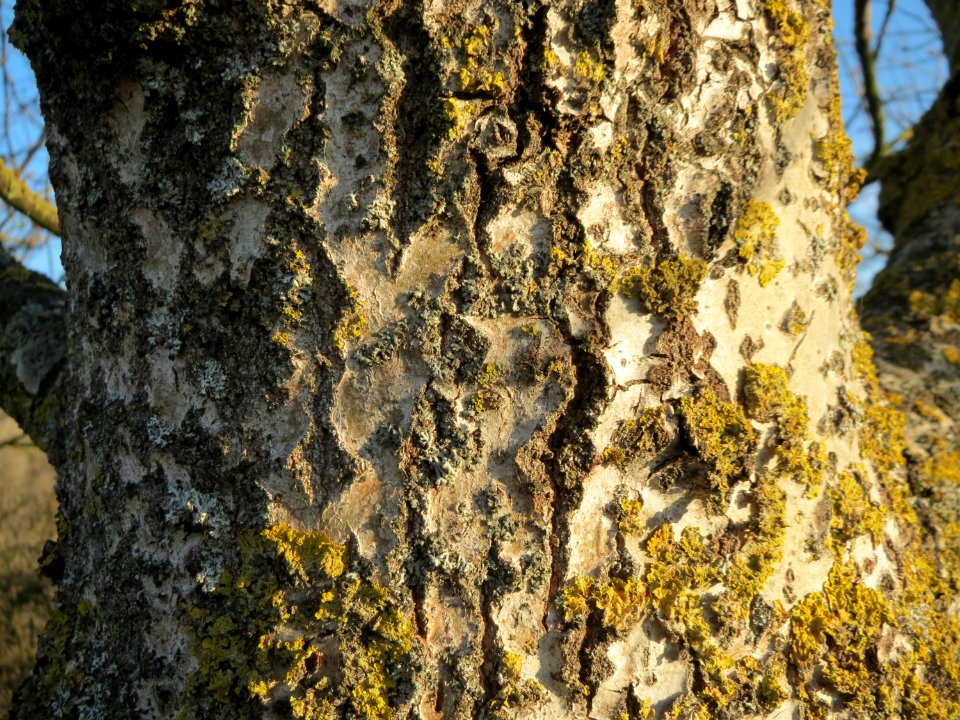 20150309Populus_tremula07