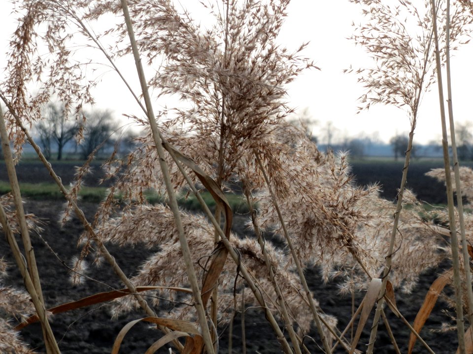 20150315Phragmites_australis1