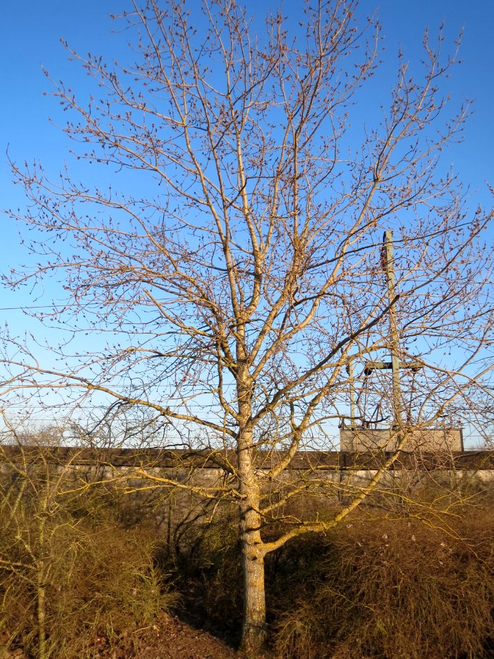 20150309Populus_tremula06