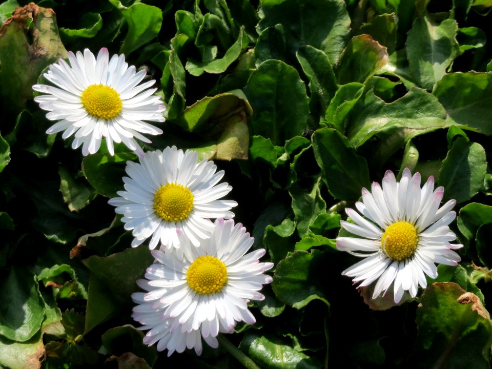 20150317Bellis_perennis3