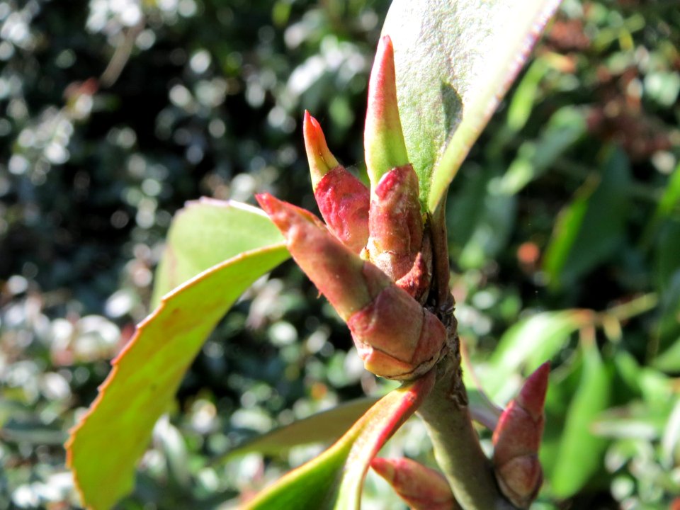 20150309Euonymus_japonicus4