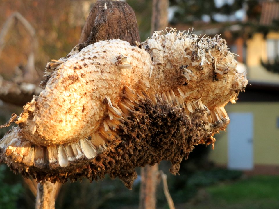 20150317Helianthus_annuus2