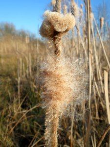 20150309Typha_latifolia6