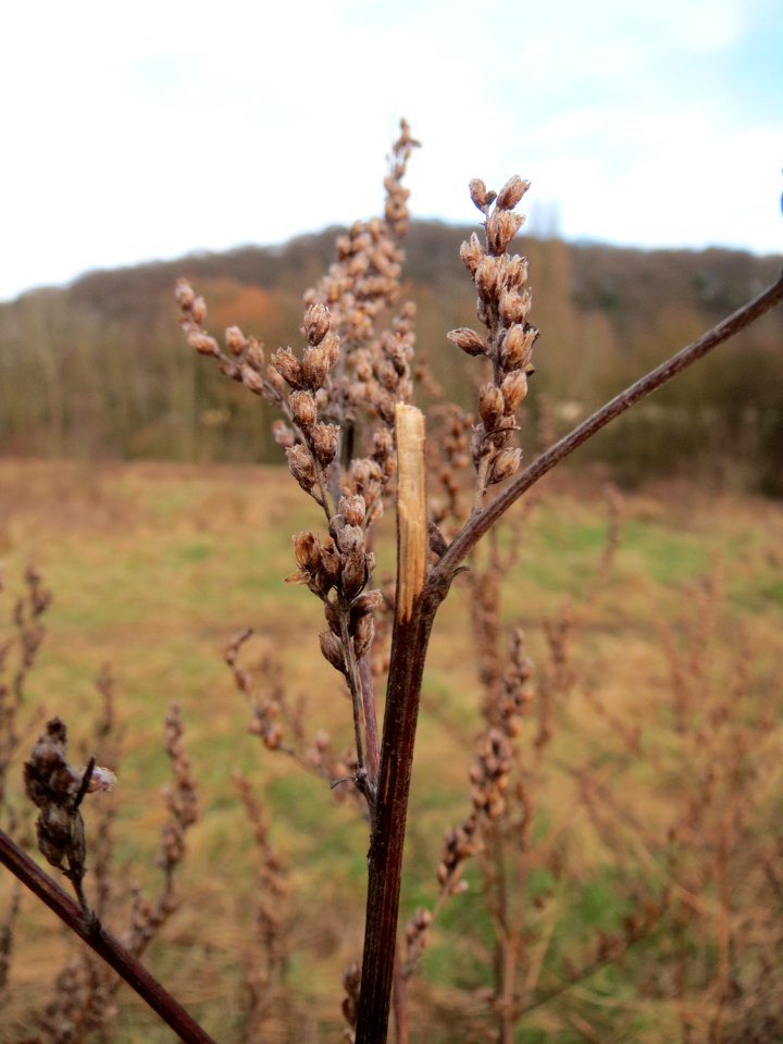 20150118Artemisia_vulgaris1
