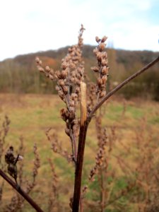 20150118Artemisia_vulgaris1