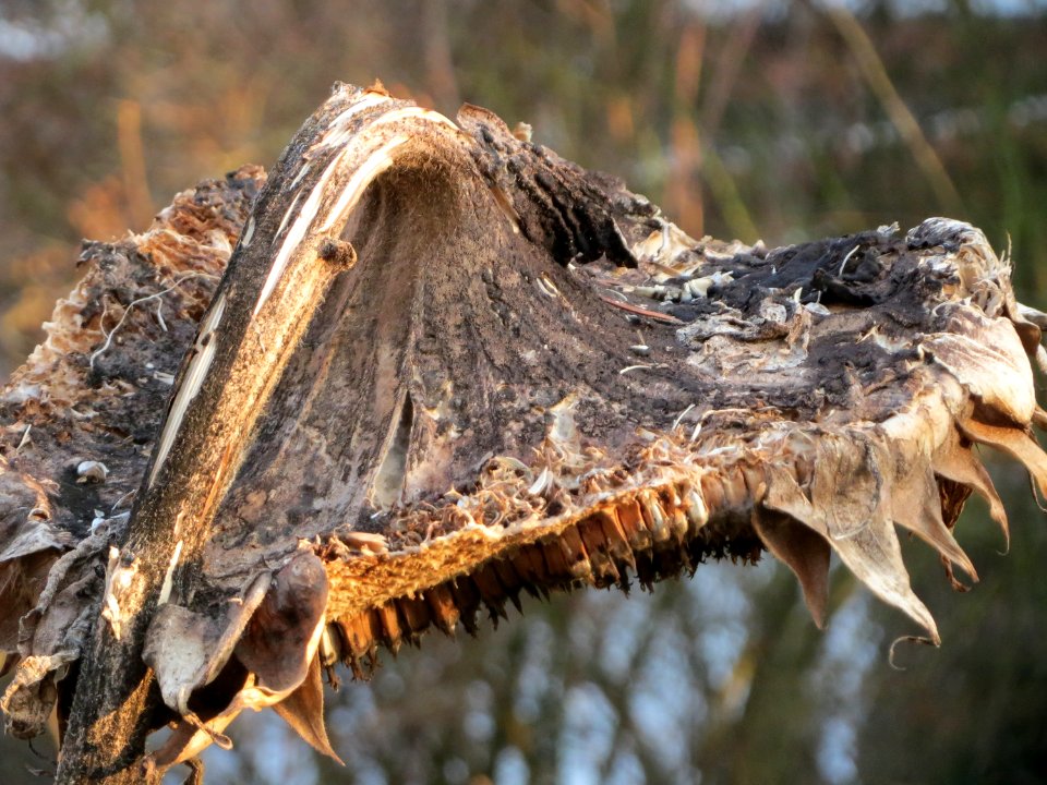 20150317Helianthus_annuus3
