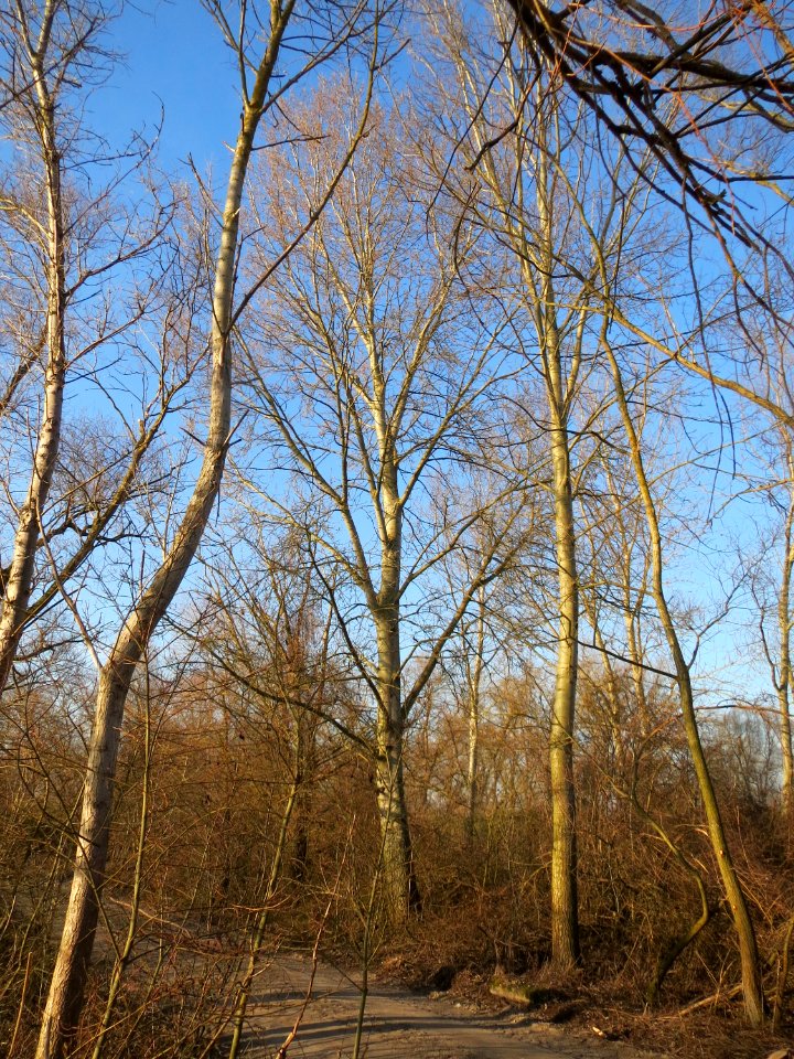 20150309Populus_tremula01