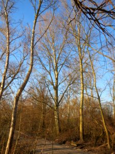 20150309Populus_tremula01