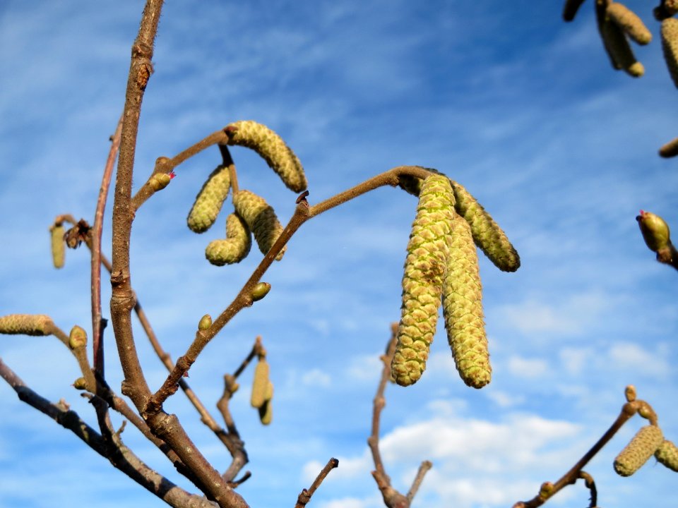 20150113Corylus_avellana1