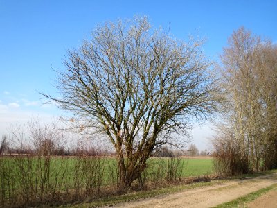 20150316Salix_caprea01