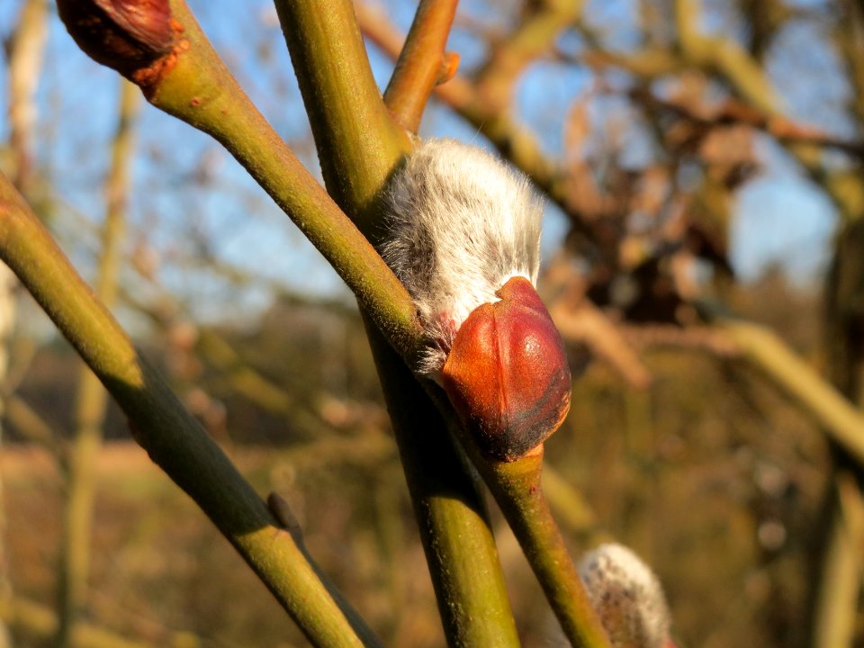 20150309Salix_caprea7
