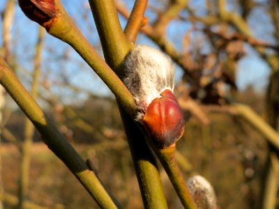20150309Salix_caprea7